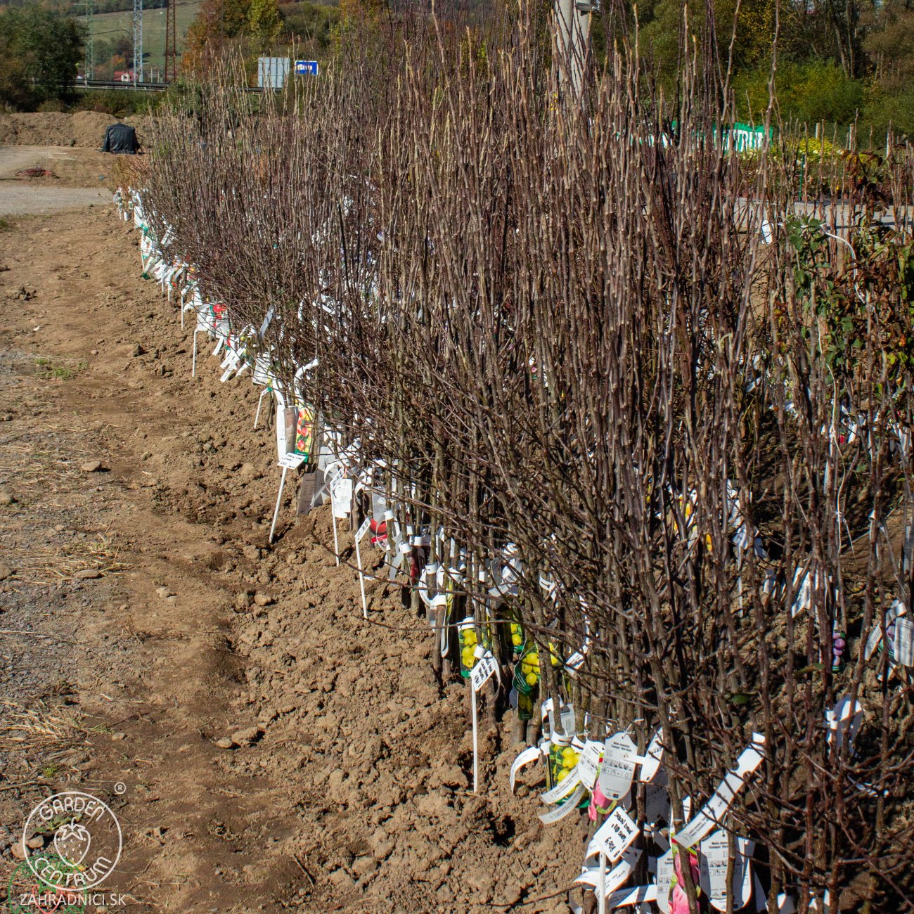 Obrázok Hruška obyčajná (Pyrus communis) ´LIPCOVÁ´ - letná, výška: 120-150 cm, voľnokorenná